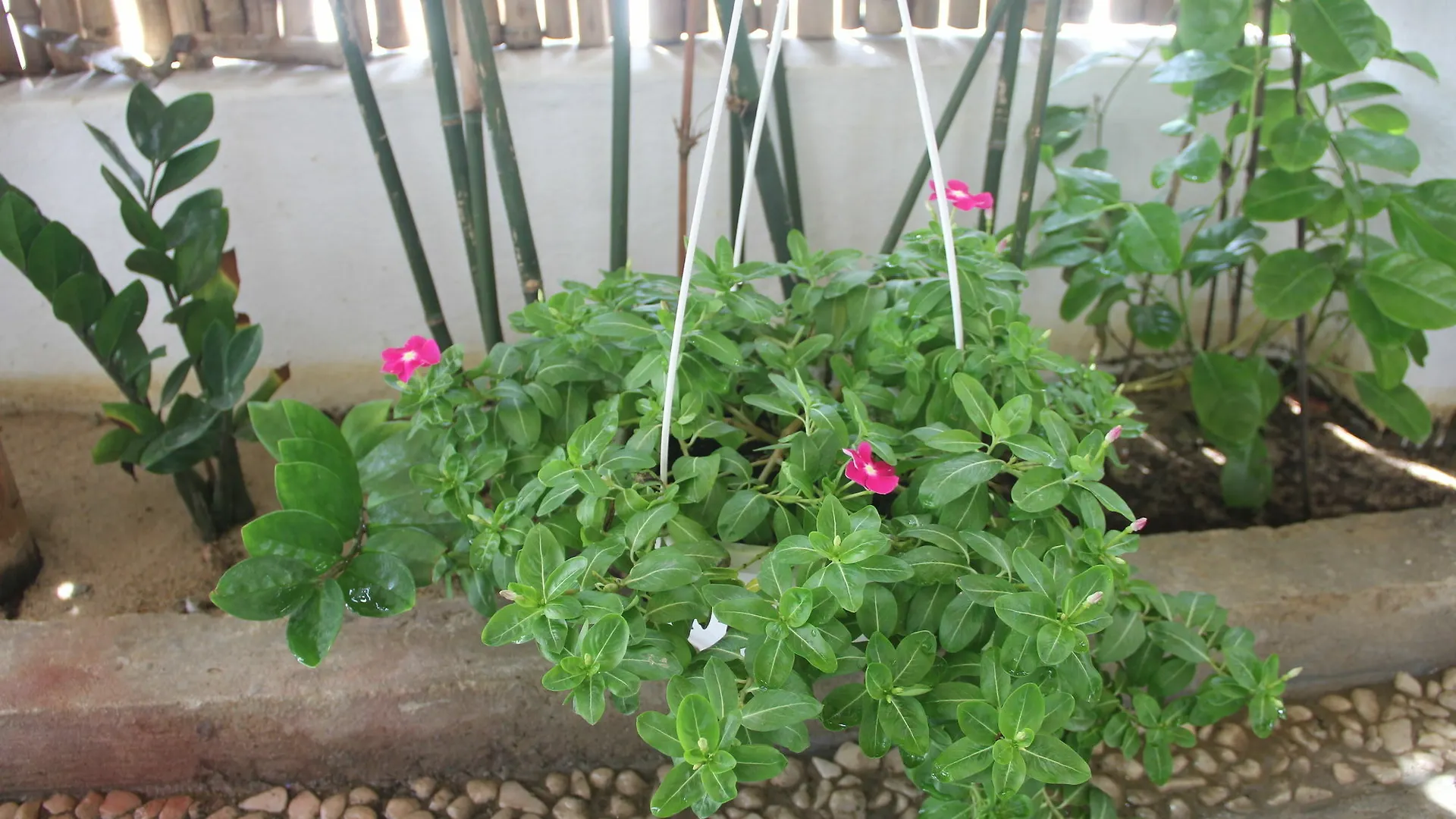 An Bang Vera Homestay Hoi An Vietnam